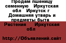 Продам пшеницу семенную - Иркутская обл., Иркутск г. Домашняя утварь и предметы быта » Растения   . Иркутская обл.